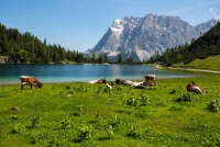 Tagesfahrt Reit im Winkl - Winkelmoosalm